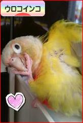 にほんブログ村 鳥ブログ ウロコインコへ