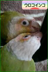 にほんブログ村 鳥ブログ ウロコインコへ