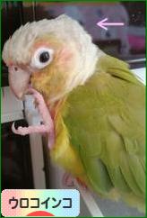 にほんブログ村 鳥ブログ ウロコインコへ