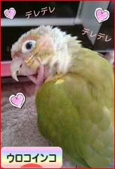 にほんブログ村 鳥ブログ ウロコインコへ