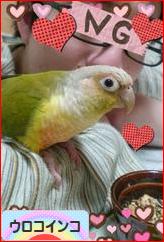 にほんブログ村 鳥ブログ ウロコインコへ