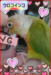 にほんブログ村 鳥ブログ ウロコインコへ