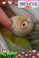 にほんブログ村 鳥ブログ ウロコインコへ