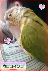 にほんブログ村 鳥ブログ ウロコインコへ