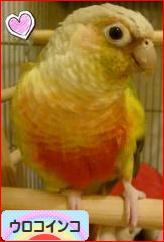 にほんブログ村 鳥ブログ ウロコインコへ