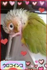 にほんブログ村 鳥ブログ ウロコインコへ