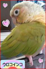 にほんブログ村 鳥ブログ ウロコインコへ