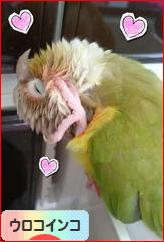 にほんブログ村 鳥ブログ ウロコインコへ