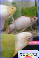 にほんブログ村 鳥ブログ ウロコインコへ