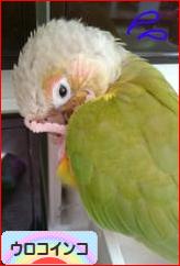 にほんブログ村 鳥ブログ ウロコインコへ