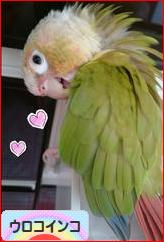にほんブログ村 鳥ブログ ウロコインコへ