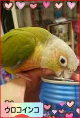 にほんブログ村 鳥ブログ ウロコインコへ