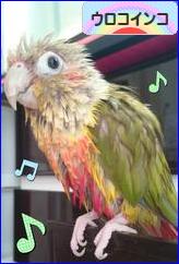 にほんブログ村 鳥ブログ ウロコインコへ