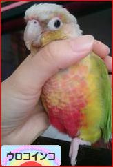 にほんブログ村 鳥ブログ ウロコインコへ