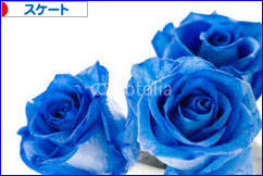 にほんブログ村 鳥ブログ ウロコインコへ