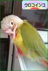 にほんブログ村 鳥ブログ ウロコインコへ