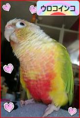 にほんブログ村 鳥ブログ ウロコインコへ