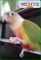 にほんブログ村 鳥ブログ ウロコインコへ