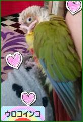 にほんブログ村 鳥ブログ ウロコインコへ