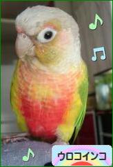 にほんブログ村 鳥ブログ ウロコインコへ