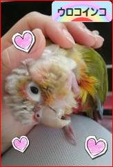 にほんブログ村 鳥ブログ ウロコインコへ