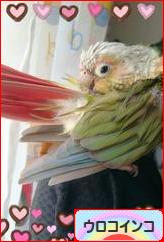 にほんブログ村 鳥ブログ ウロコインコへ