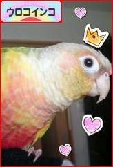 にほんブログ村 鳥ブログ ウロコインコへ