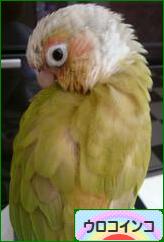 にほんブログ村 鳥ブログ ウロコインコへ