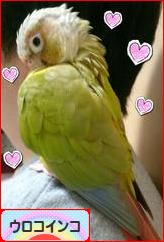 にほんブログ村 鳥ブログ ウロコインコへ