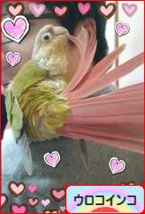 にほんブログ村 鳥ブログ ウロコインコへ