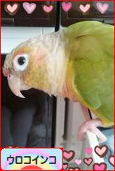 にほんブログ村 鳥ブログ ウロコインコへ