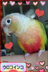 にほんブログ村 鳥ブログ ウロコインコへ