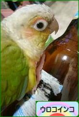 にほんブログ村 鳥ブログ ウロコインコへ