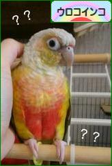にほんブログ村 鳥ブログ ウロコインコへ