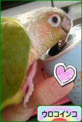にほんブログ村 鳥ブログ ウロコインコへ