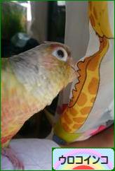 にほんブログ村 鳥ブログ ウロコインコへ