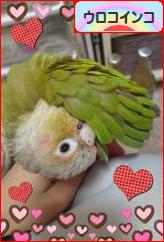 にほんブログ村 鳥ブログ ウロコインコへ