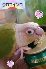 にほんブログ村 鳥ブログ ウロコインコへ