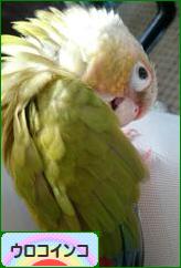 にほんブログ村 鳥ブログ ウロコインコへ
