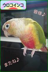 にほんブログ村 鳥ブログ ウロコインコへ