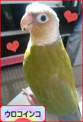 にほんブログ村 鳥ブログ ウロコインコへ