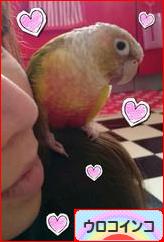 にほんブログ村 鳥ブログ ウロコインコへ