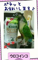 にほんブログ村 鳥ブログ ウロコインコへ