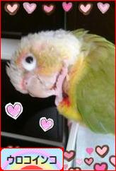 にほんブログ村 鳥ブログ ウロコインコへ