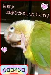 にほんブログ村 鳥ブログ ウロコインコへ