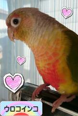 にほんブログ村 鳥ブログ ウロコインコへ