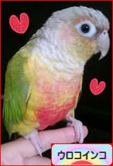 にほんブログ村 鳥ブログ ウロコインコへ