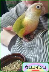 にほんブログ村 鳥ブログ ウロコインコへ