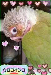 にほんブログ村 鳥ブログ ウロコインコへ