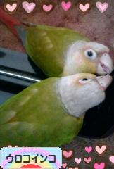 にほんブログ村 鳥ブログ ウロコインコへ